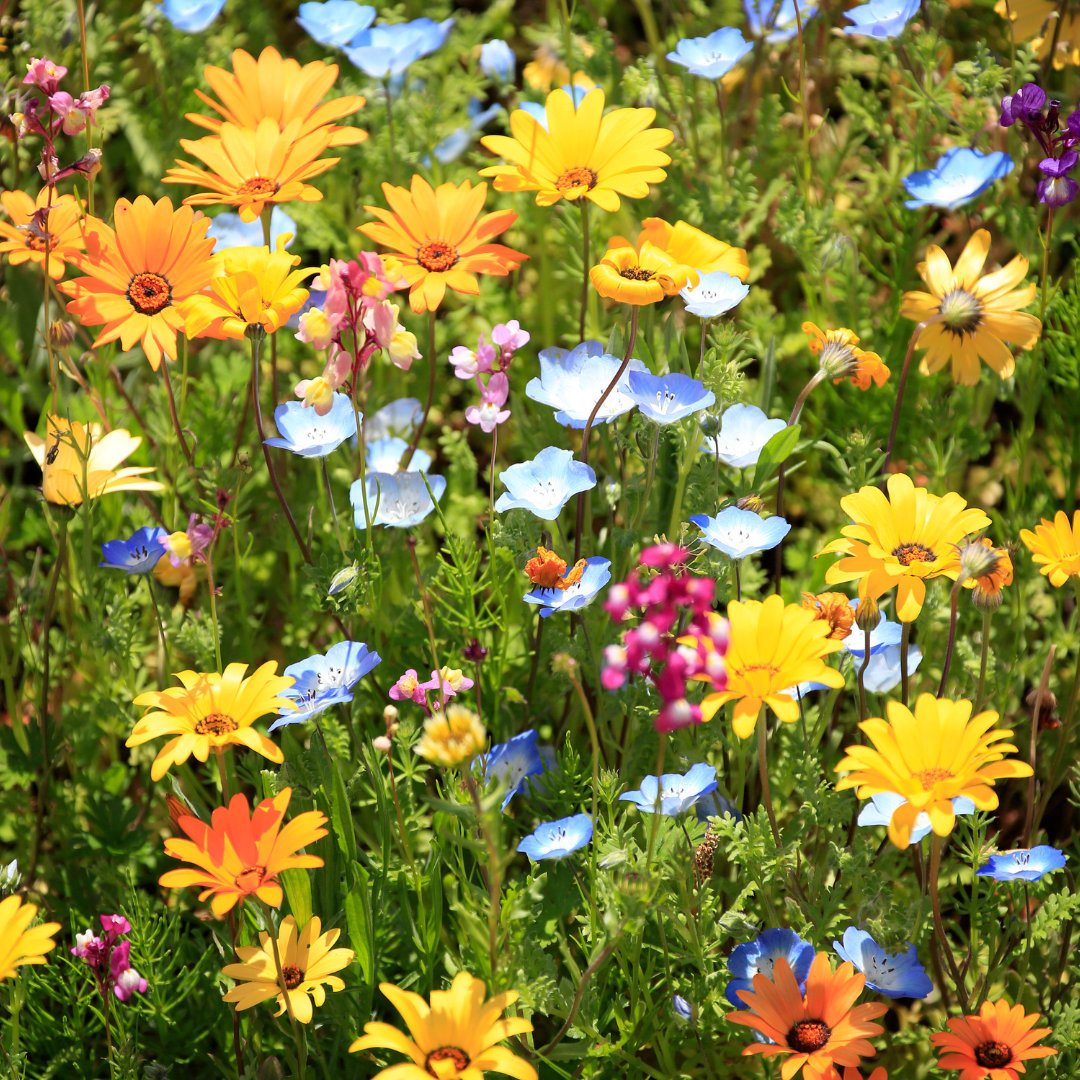 Bee the Change: Practical Ways to Support Bee Conservation