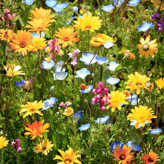 Bee the Change: Practical Ways to Support Bee Conservation
